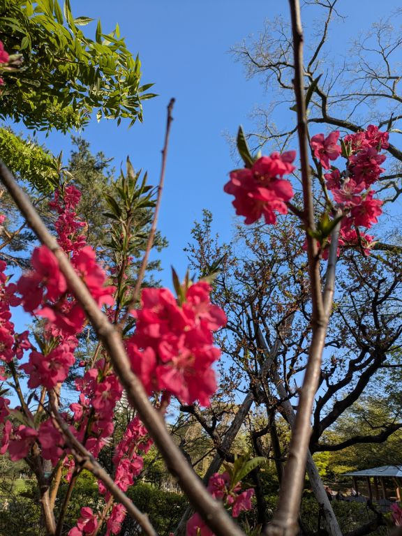 紅梅