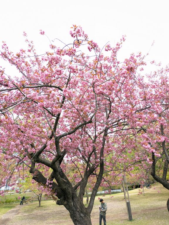 八重桜
