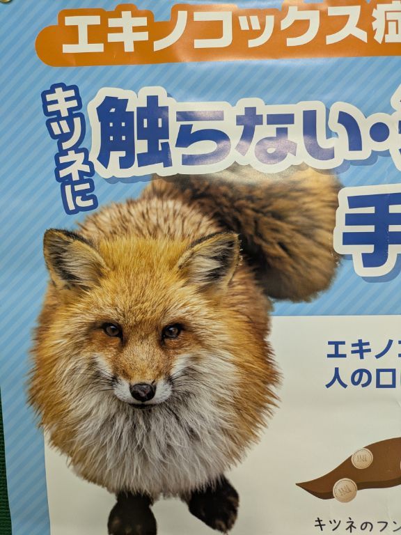 エキノコックス　キタキツネ