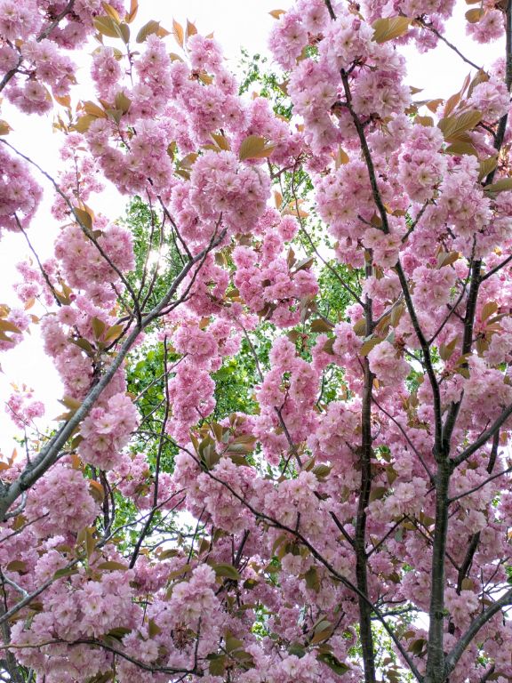 八重桜