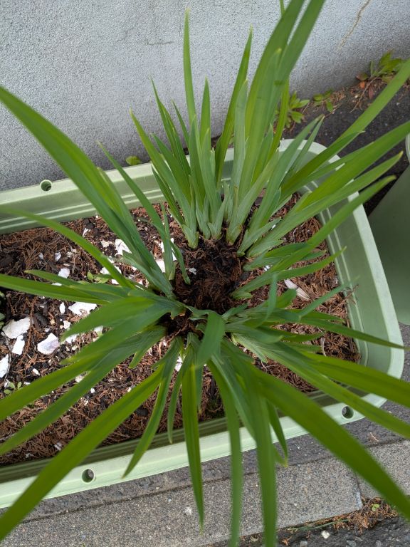 花菖蒲