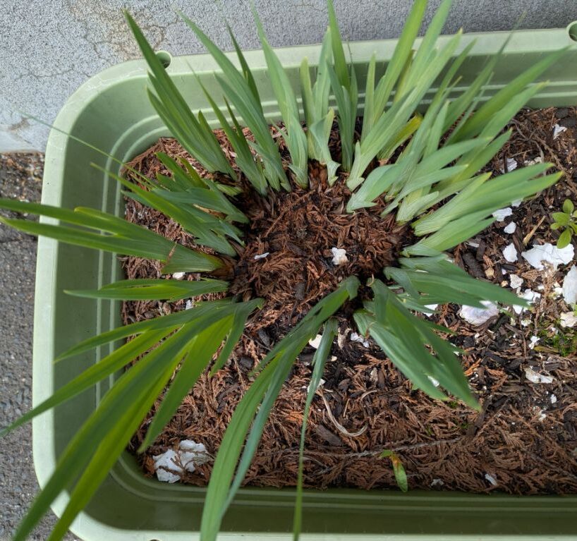 花菖蒲