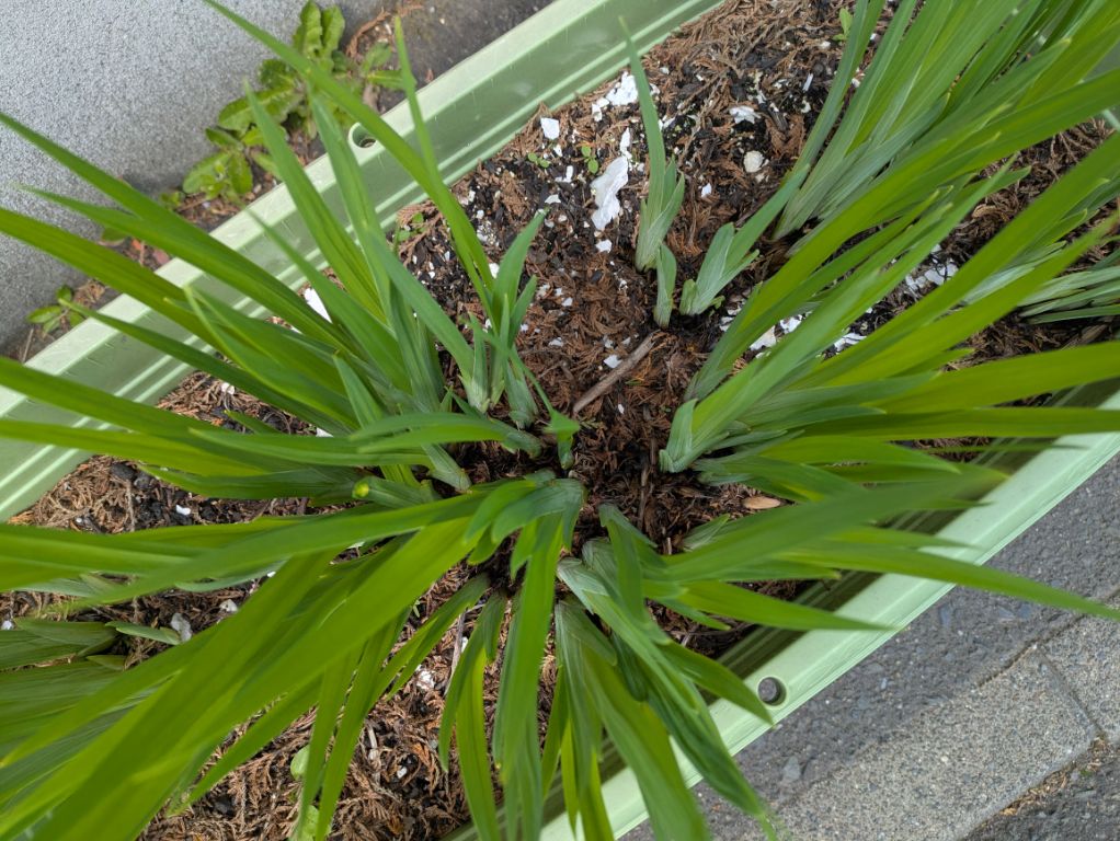 花菖蒲