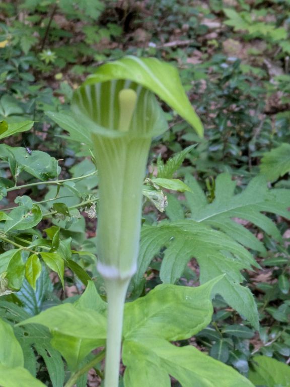 マムシ草