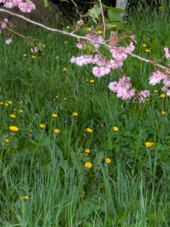 桜とタンポポ