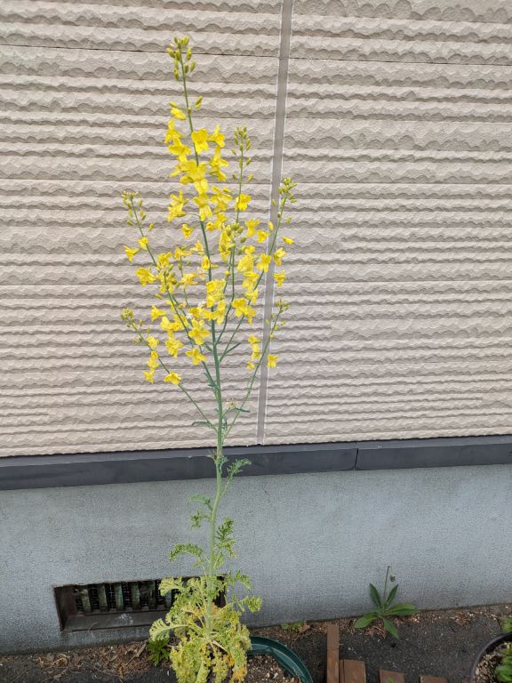 ケールの花