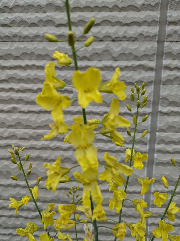 ケールの花