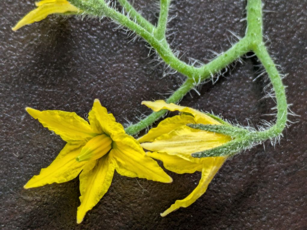 ミニトマトの花