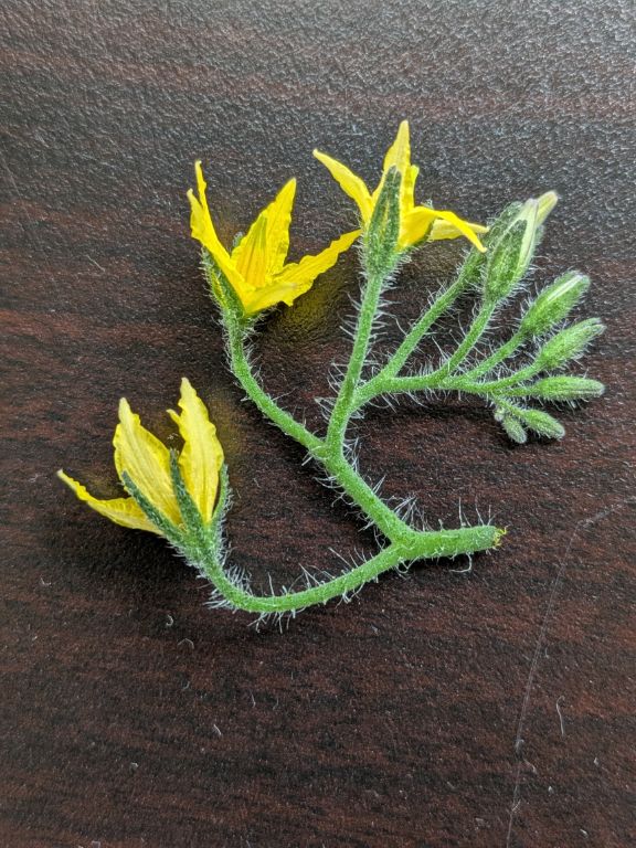 ミニトマトの花