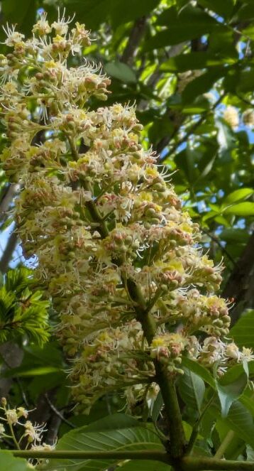 トチノキの花