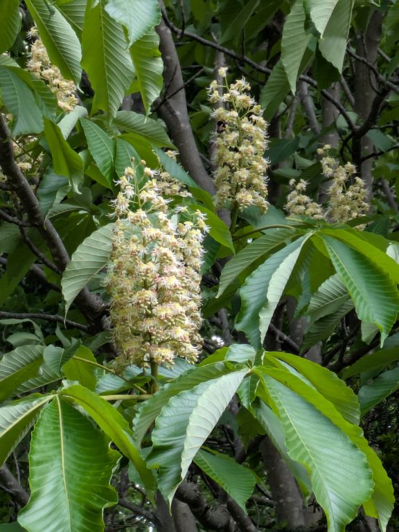 トチノキの花