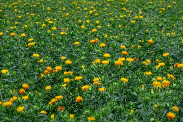 紅花
