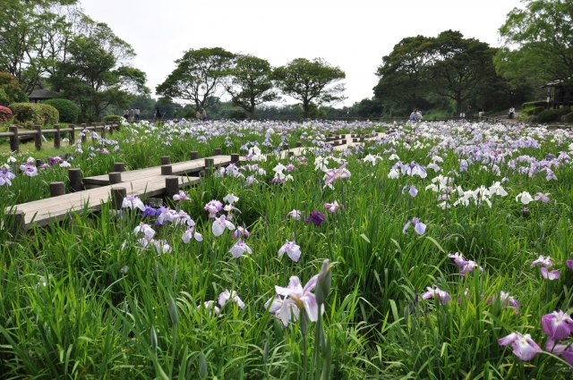 八つ橋