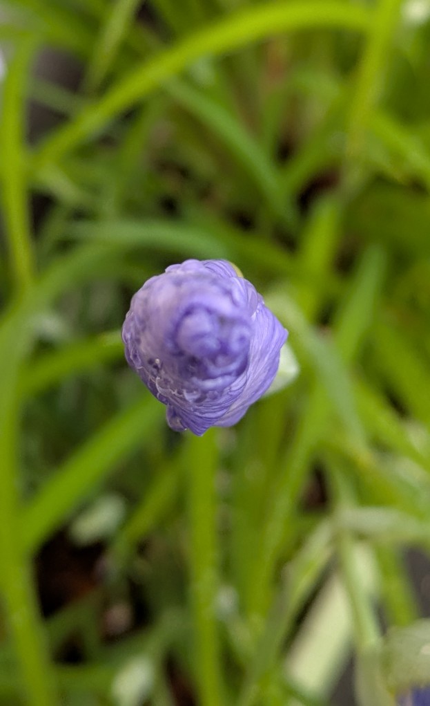 水の光　花菖蒲
