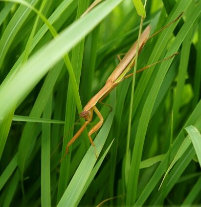 カマキリ