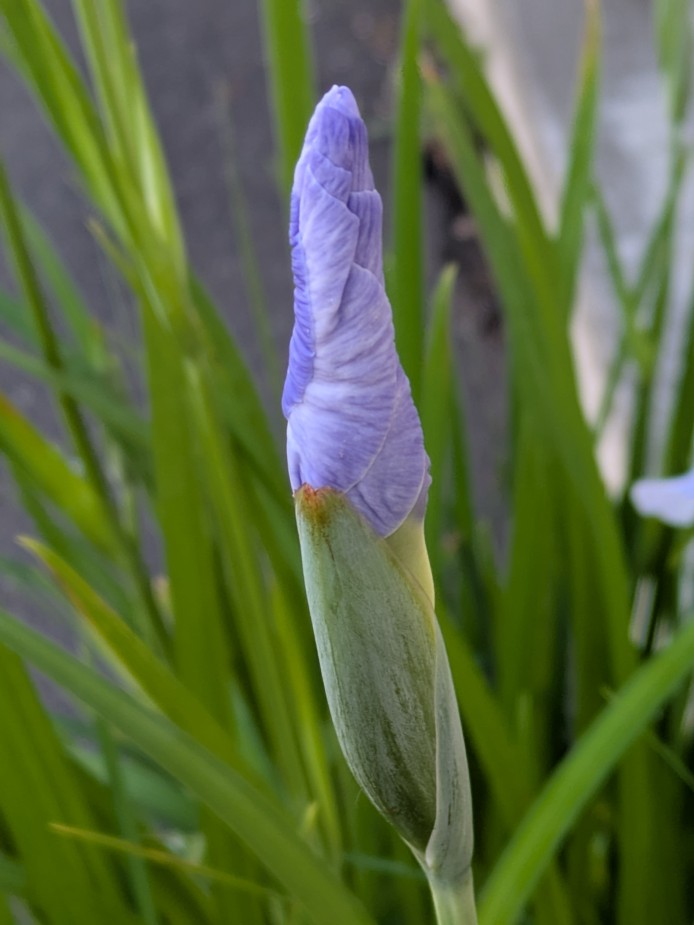 水の光　花菖蒲