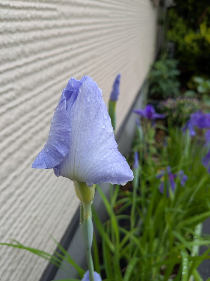 水の光　花菖蒲
