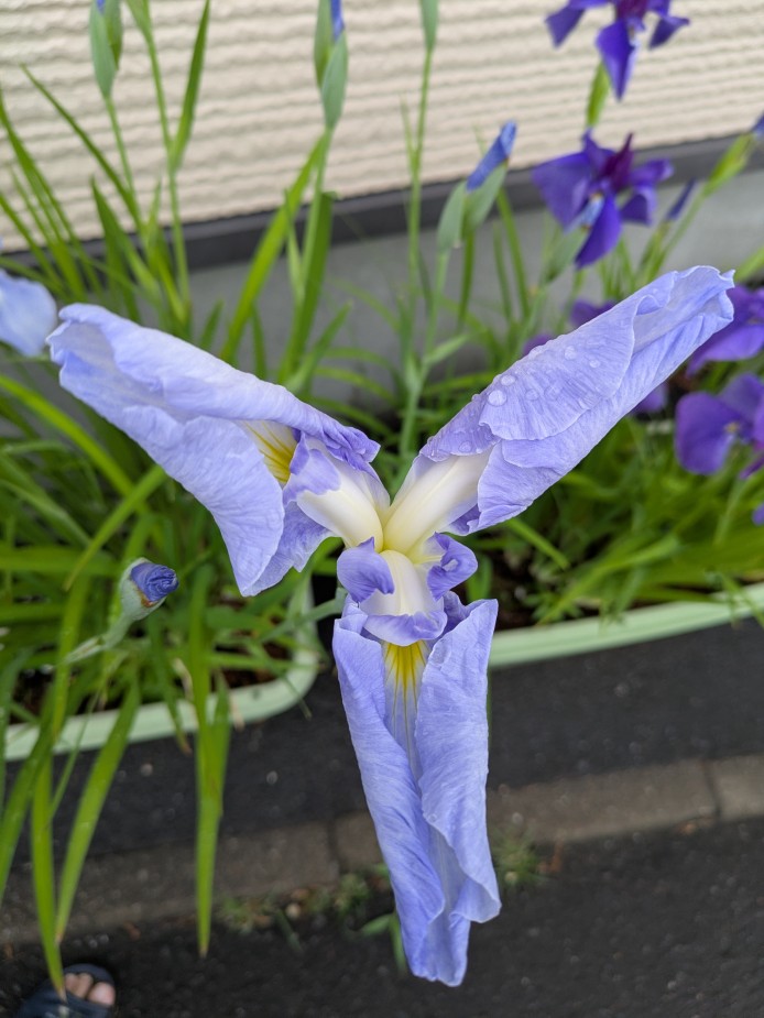 水の光　花菖蒲