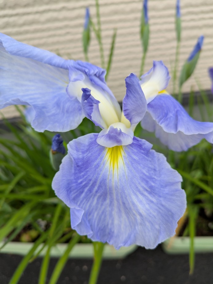 水の光　花菖蒲