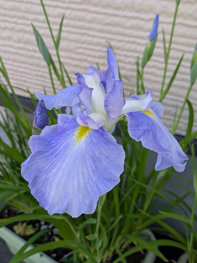 水の光　花菖蒲