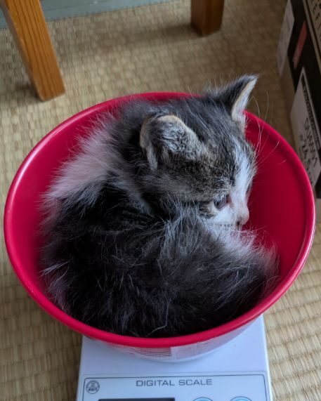 仔猫生後2週間