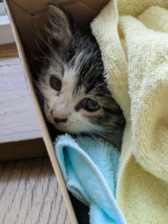 仔猫生後2週間