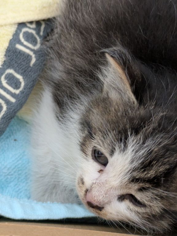 仔猫生後2週間