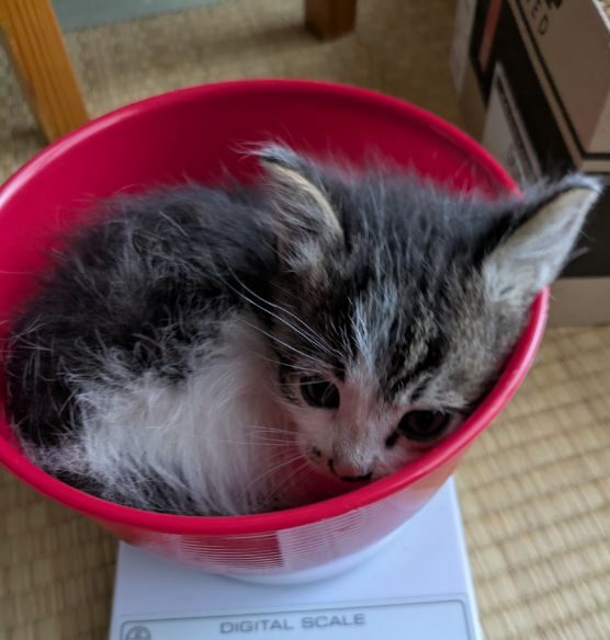 仔猫生後2週間