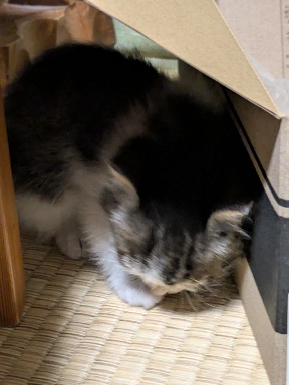 保護した仔猫、その夜