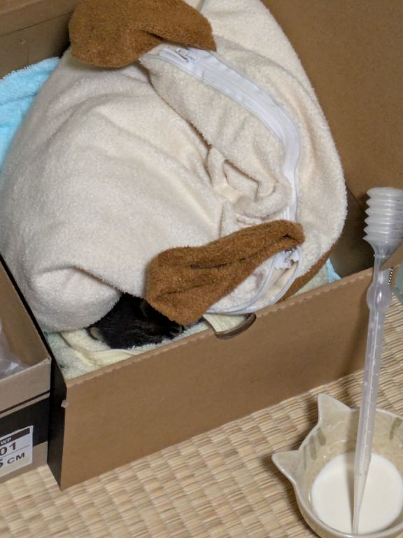 保護した仔猫、その夜