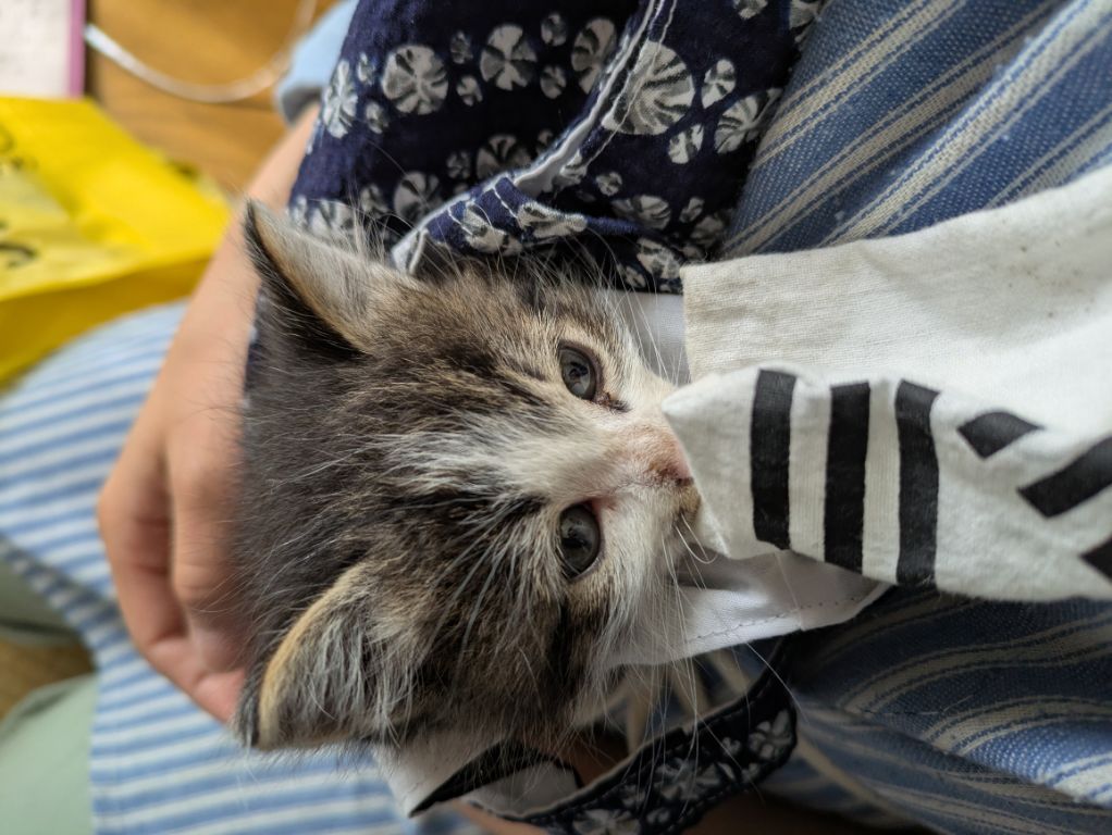 仔猫