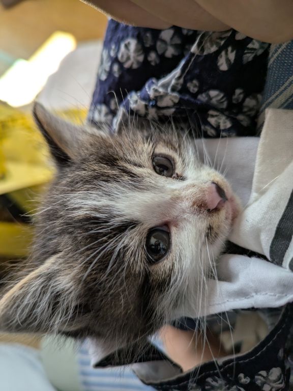 仔猫