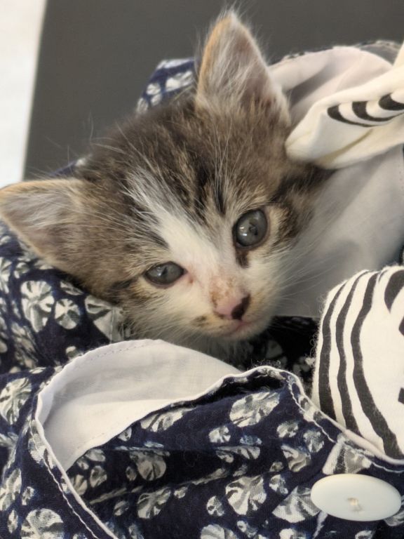 仔猫