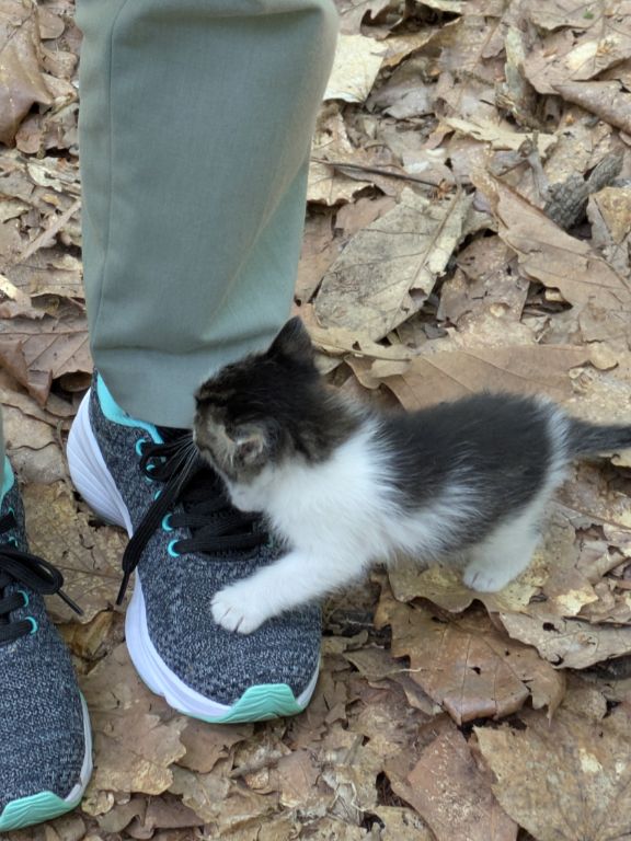 仔猫