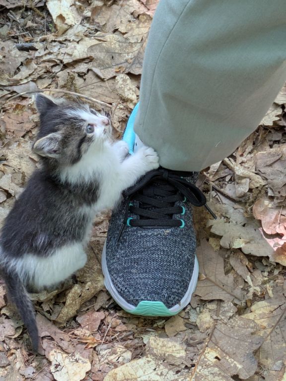 仔猫