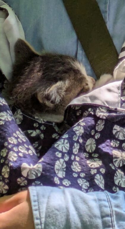 仔猫