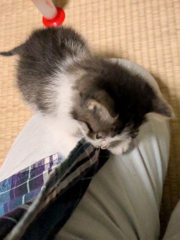 仔猫