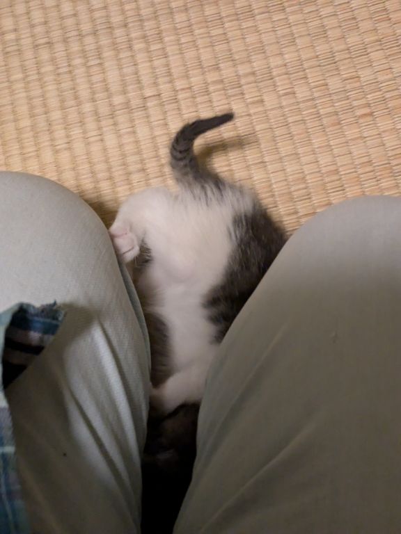 仔猫