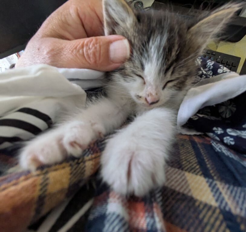 仔猫
