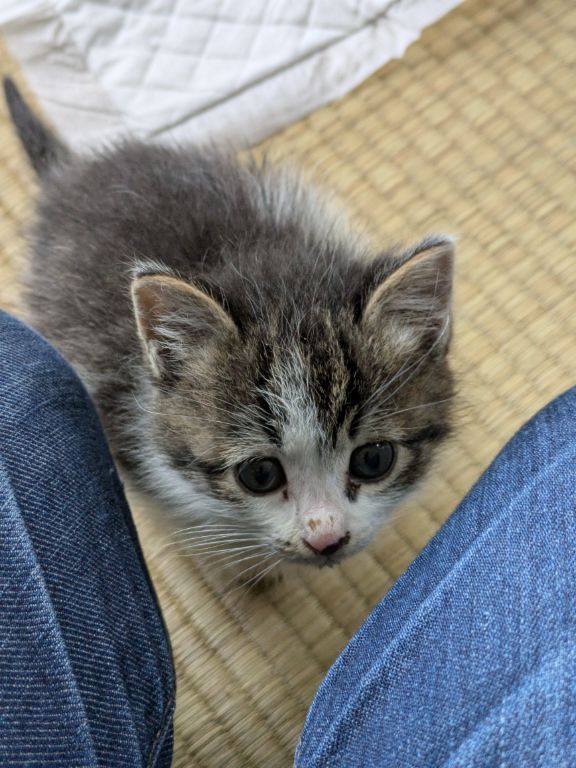 仔猫