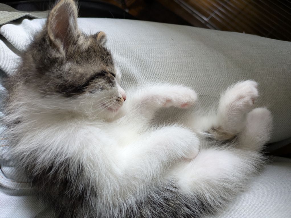 仔猫