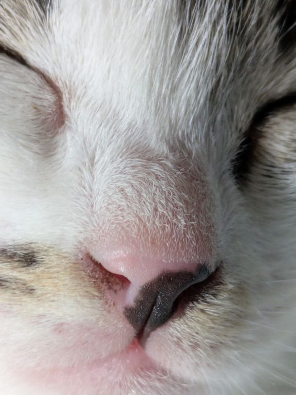仔猫