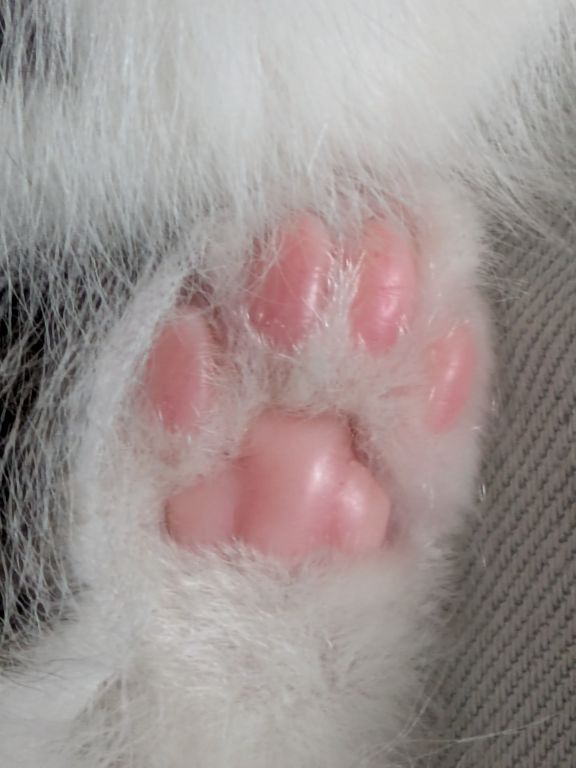 仔猫