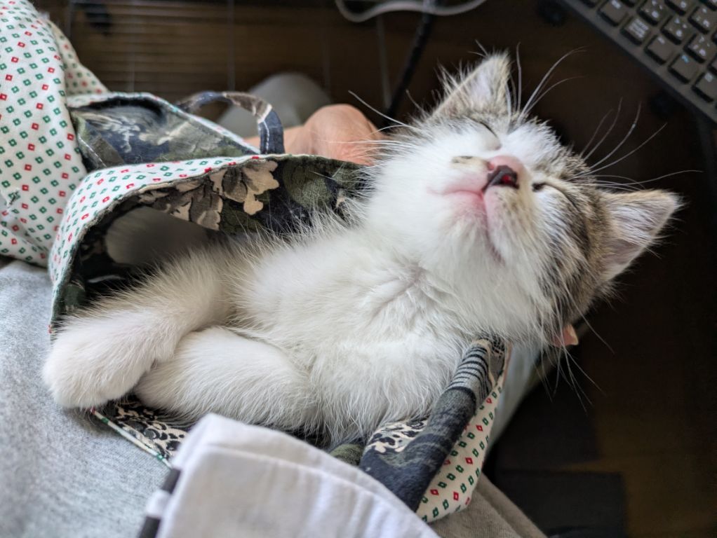 猫袋と、仔猫の昼寝