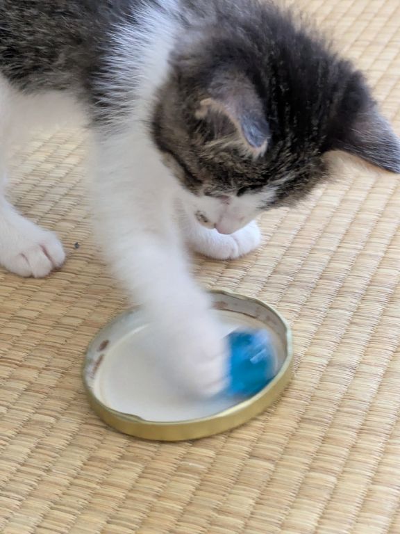 ネコとビー玉