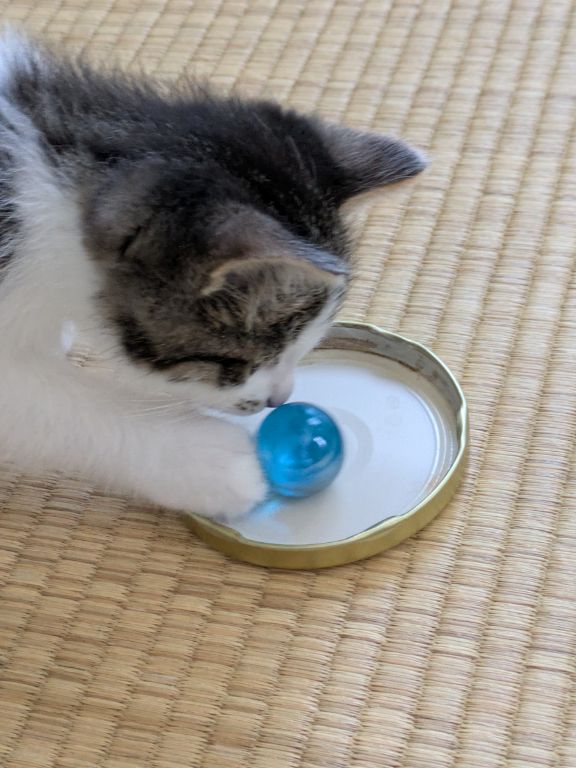 ネコとビー玉