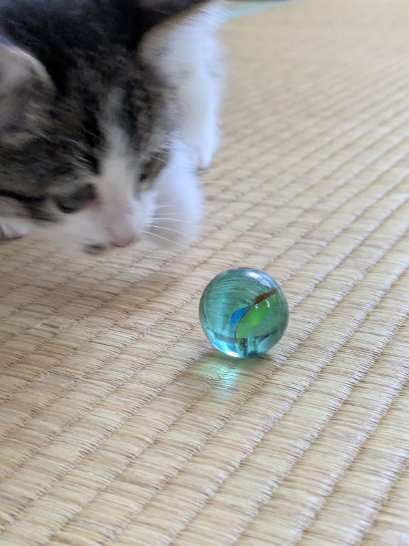 ネコとビー玉