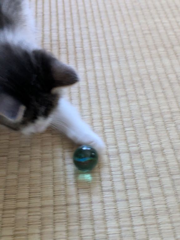 ネコとビー玉