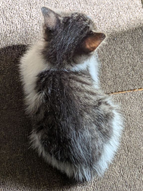 出会って3週間目の仔猫