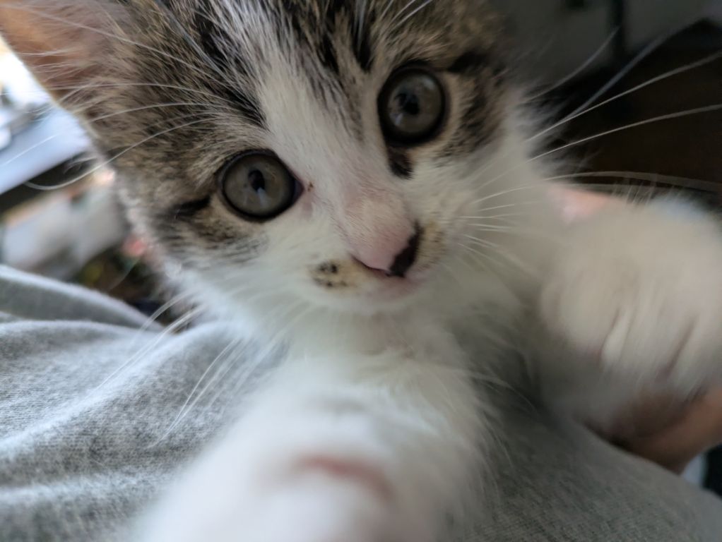 猫袋と、仔猫の昼寝